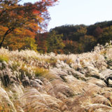 【都立狭山公園】東京の里山・狭山丘陵の魅力を旅して体験！