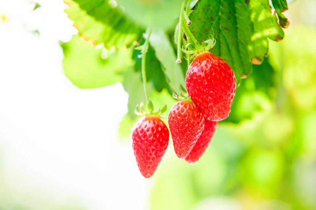 【夜景コース】時之栖イルミネーション&いちご狩り&熱海グルメを満喫